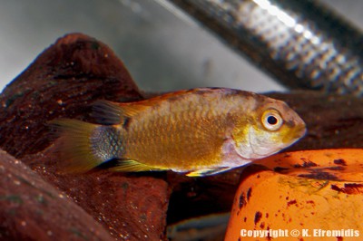 Apistogramma pantalone Weibchen